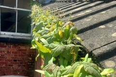 Gutter Clearing 